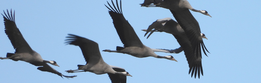 Integrative Coaching-Ausbildung